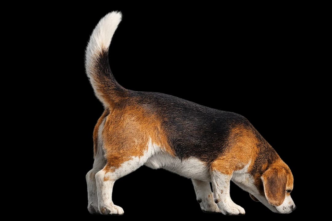 Beagle mascotte Trend Finders che fiuta le tendenze di marketing