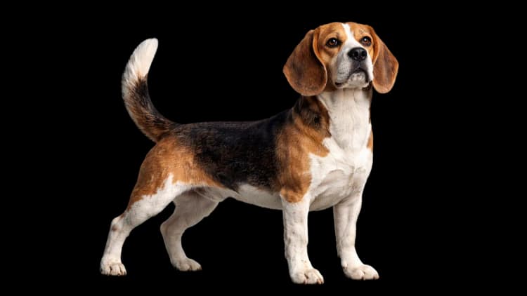 Beagle mascotte Trend Finders